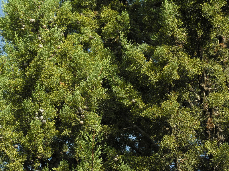 Cupressus lusitanica.04