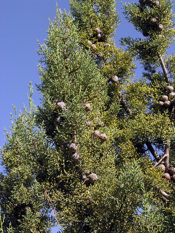 Cupressus lusitanica.05