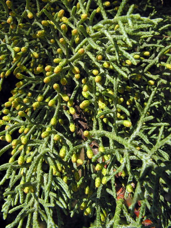 Cupressus lusitanica.07