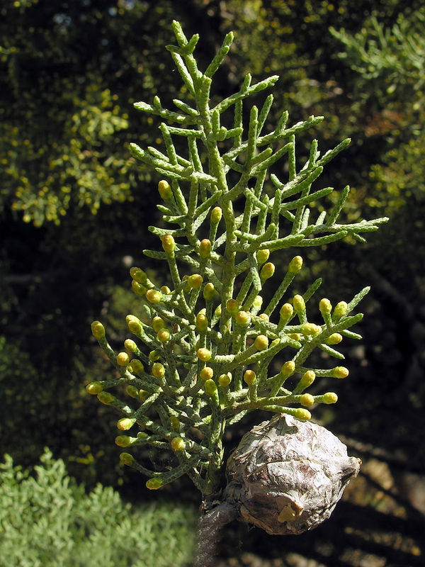 Cupressus lusitanica.09