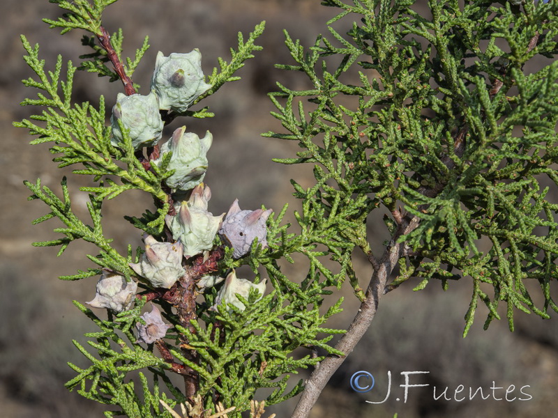 Cupressus lusitanica.12