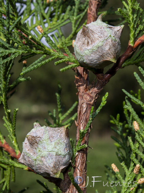 Cupressus lusitanica.15