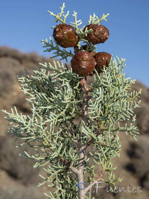 Cupressus lusitanica.17