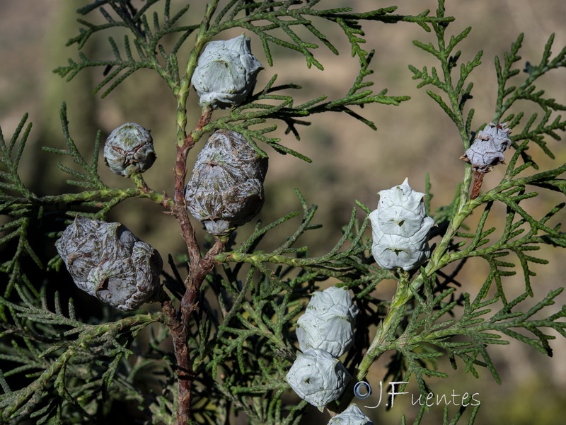 Cupressus lusitanica.20