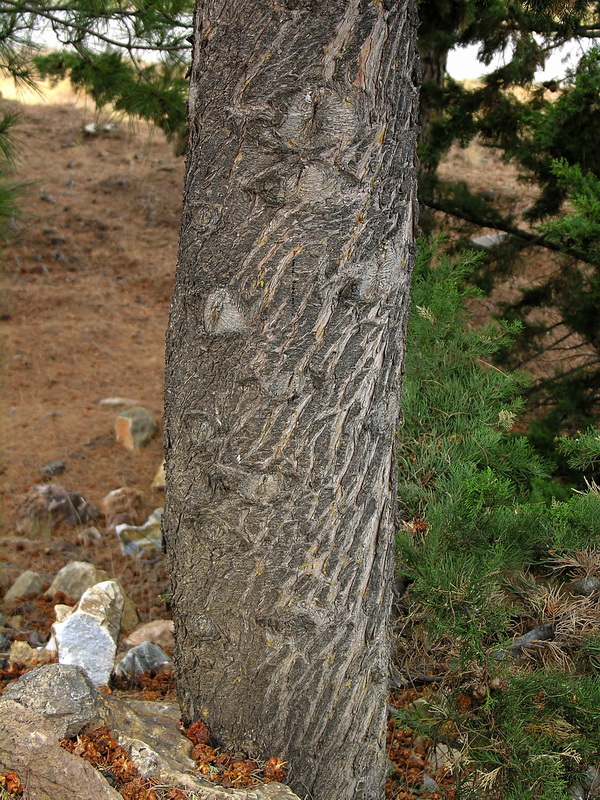 Cupressus sempervirens.02