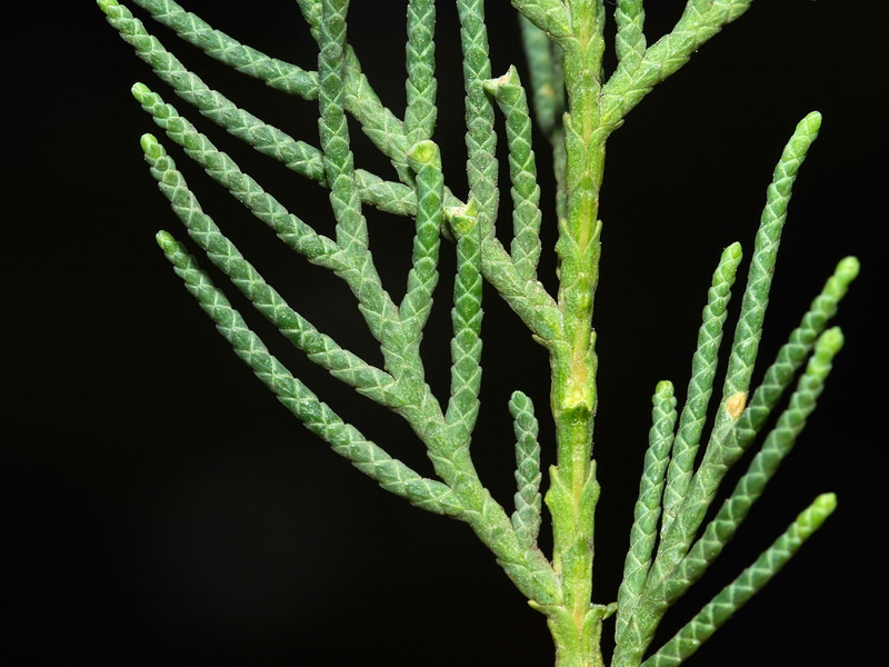 Cupressus sempervirens.05