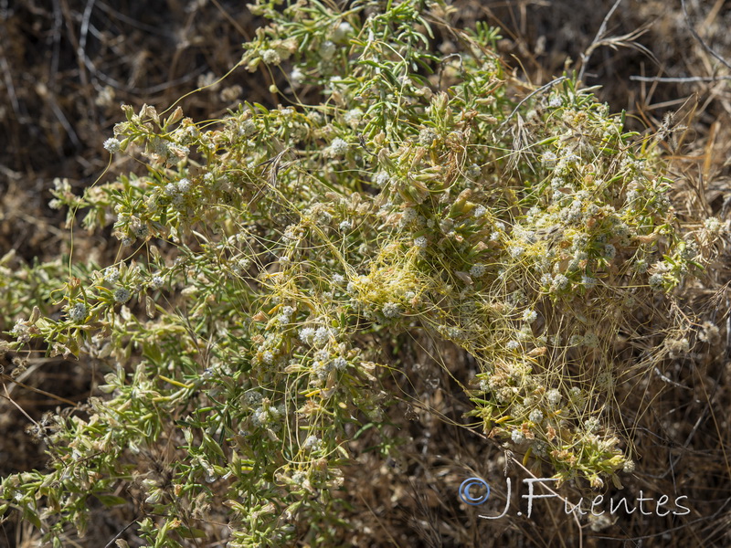 Cuscuta aproximata approximata.01