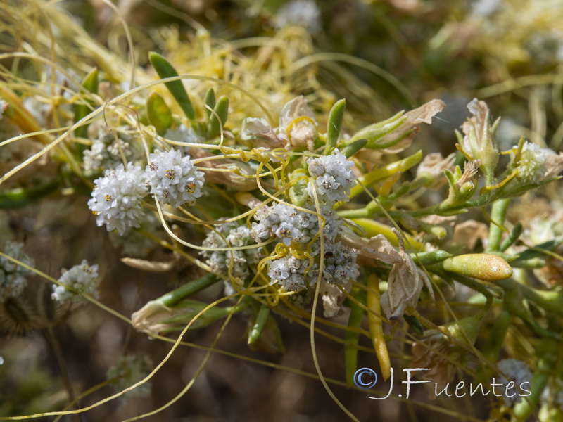 Cuscuta aproximata approximata.02