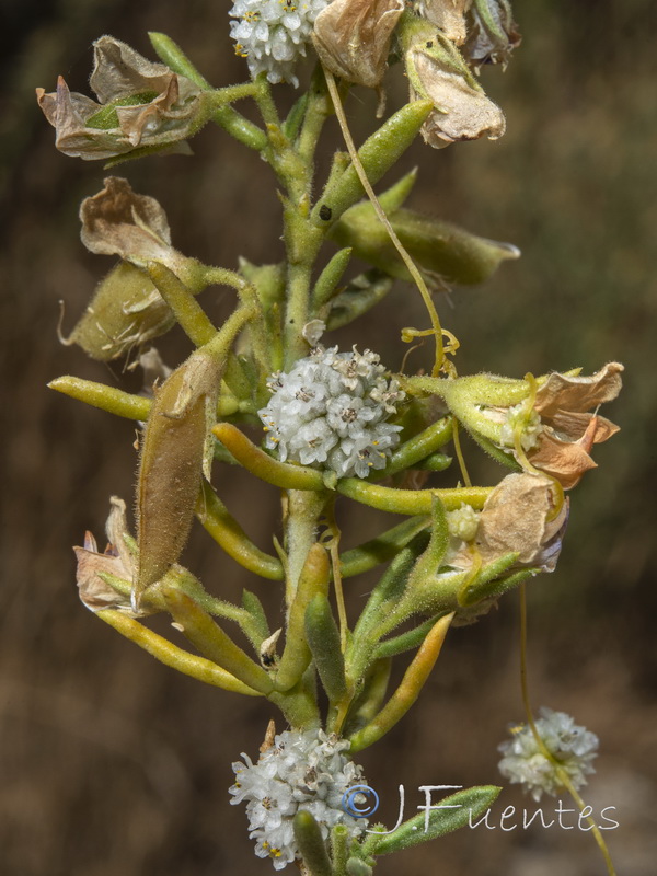 Cuscuta aproximata approximata.03