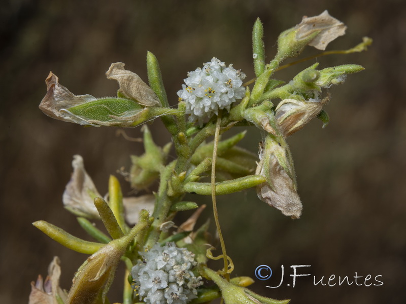 Cuscuta aproximata approximata.04