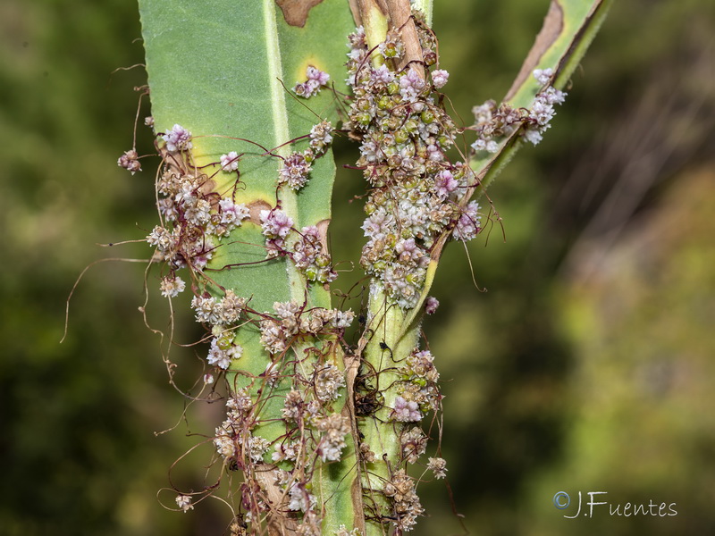 Cuscuta epithymum.03