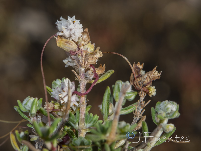 Cuscuta nivea.01