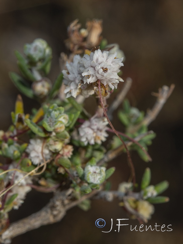 Cuscuta nivea.02