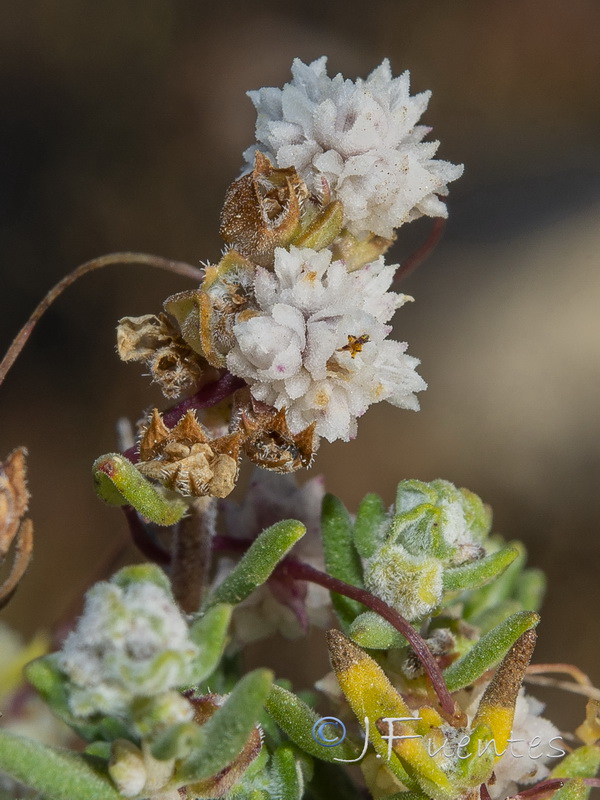 Cuscuta nivea.04