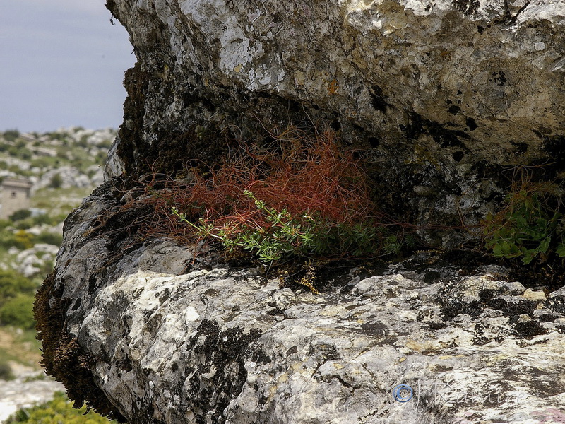Cuscuta planiflora.05
