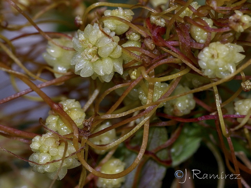 Cuscuta planiflora.06