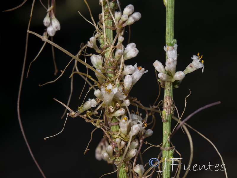 Cuscuta triumvirati.14