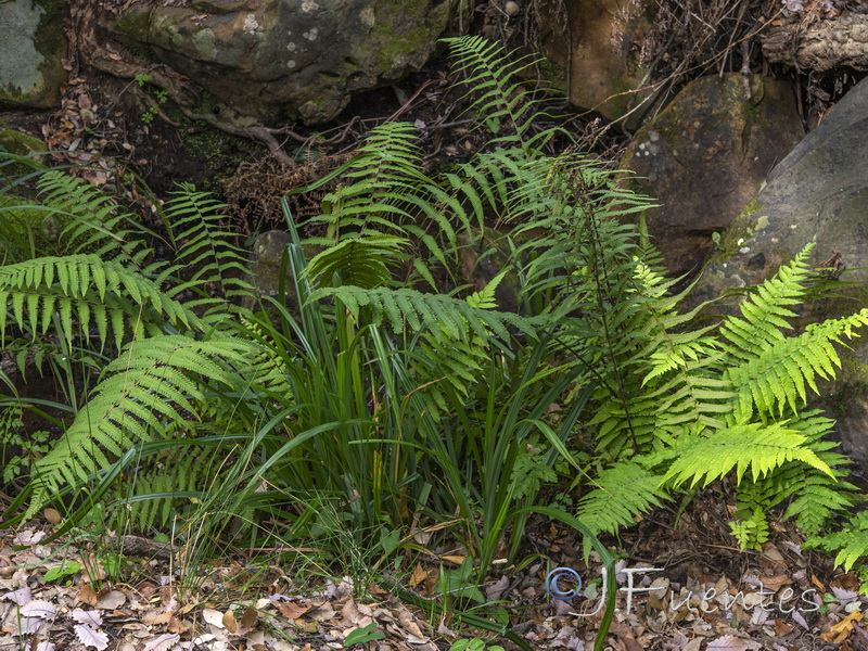 Cyclosorus dentatus.01