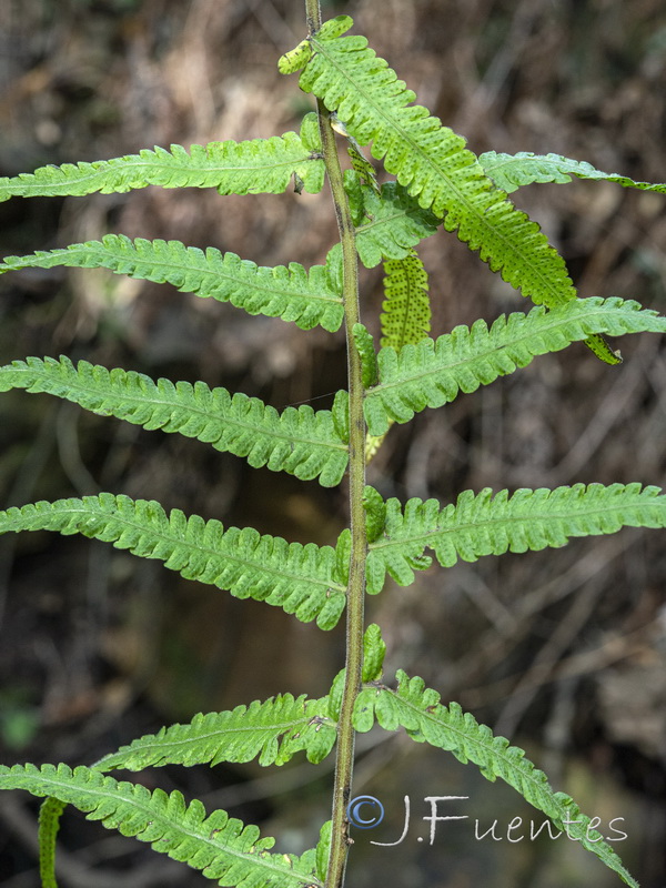 Cyclosorus dentatus.05