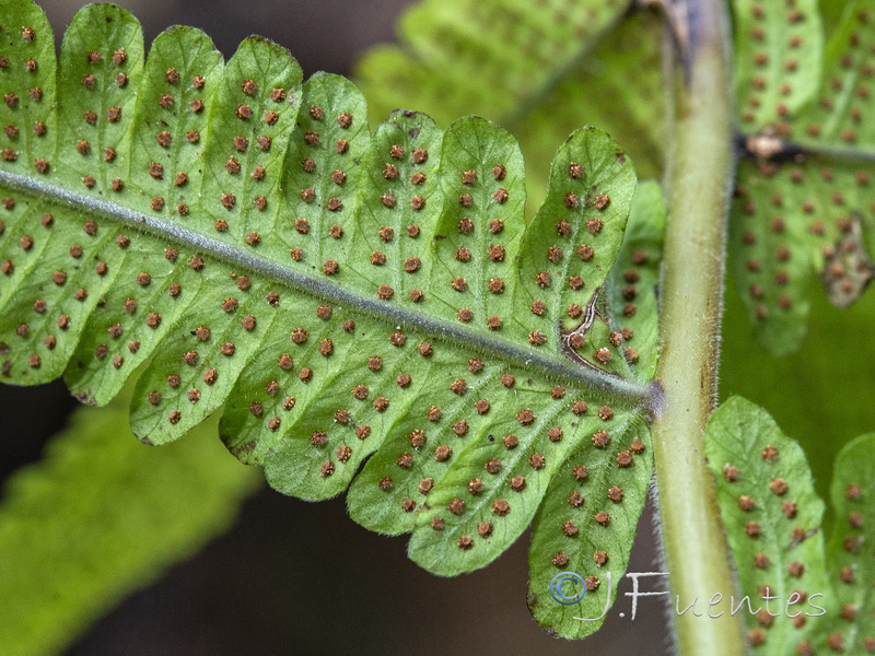 Cyclosorus dentatus.12