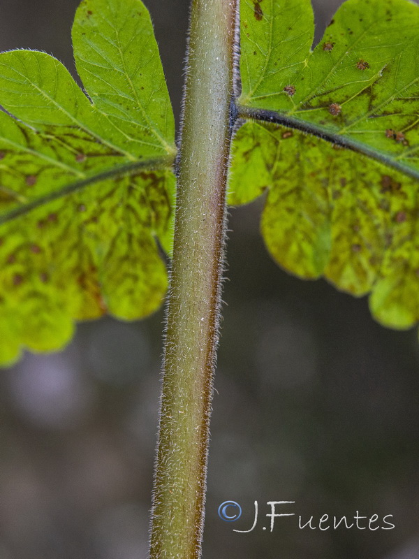 Cyclosorus dentatus.14