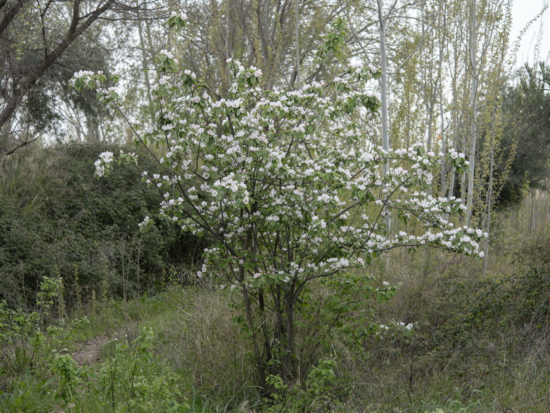 Cydonia oblonga.05