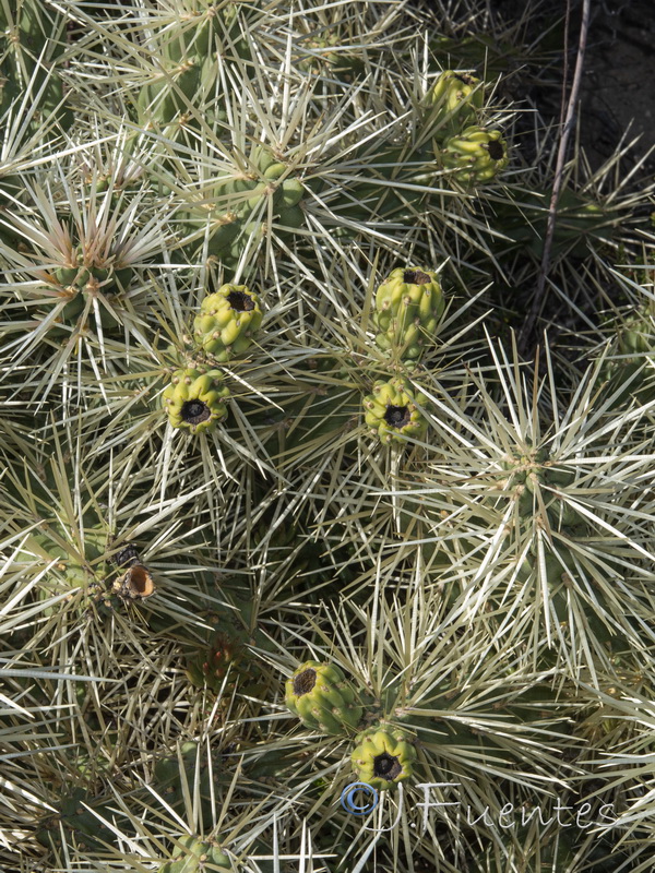 Cylindropuntia bigelovii.02