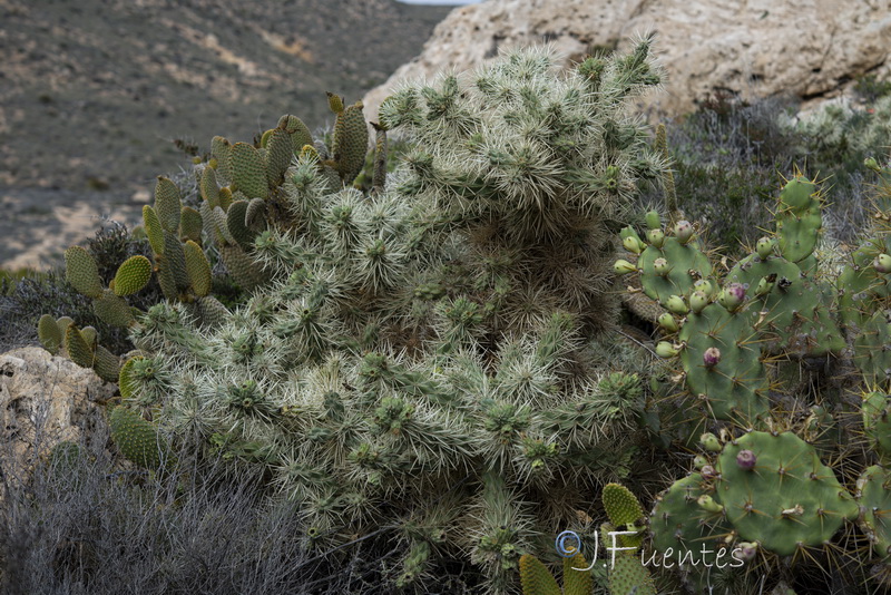Cylindropuntia bigelovii.04