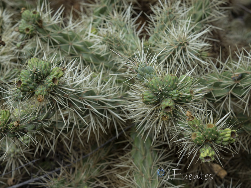 Cylindropuntia bigelovii.05