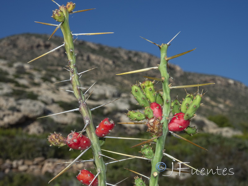 Cylindropuntia leptocaulis.03