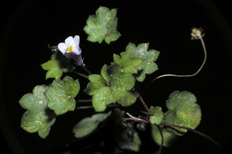 Cymbalaria muralis muralis.01