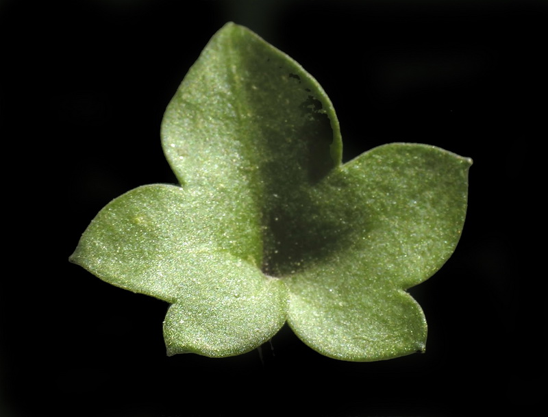 Cymbalaria muralis muralis.03