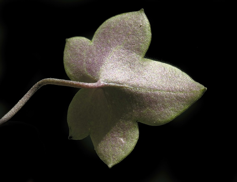 Cymbalaria muralis muralis.04