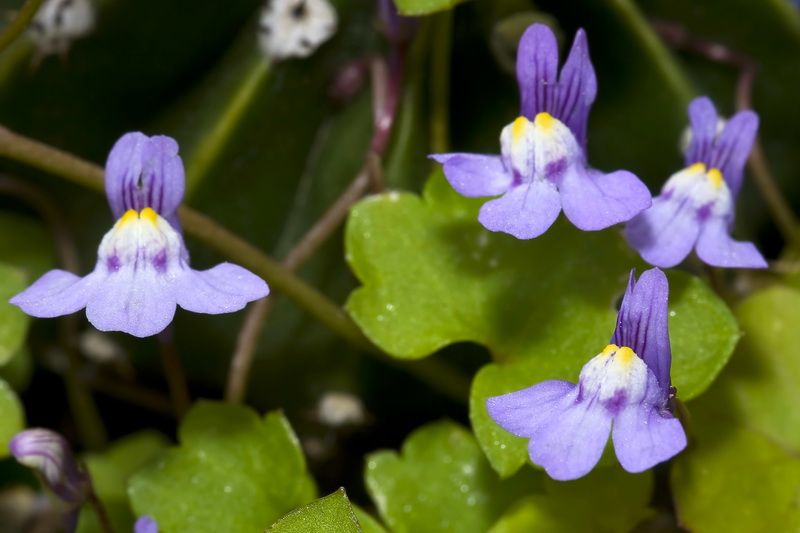 Cymbalaria muralis muralis.05