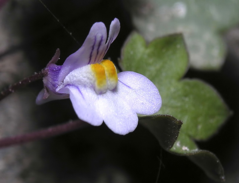 Cymbalaria muralis muralis.08