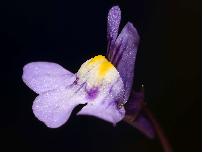 Cymbalaria muralis muralis.19