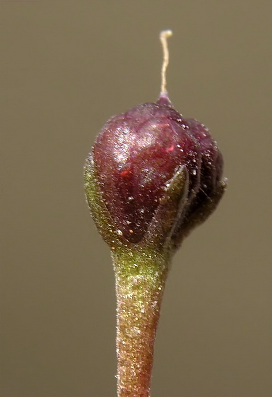 Cymbalaria muralis muralis.32