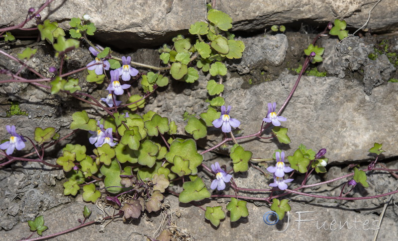 Cymbalaria muralis muralis.33