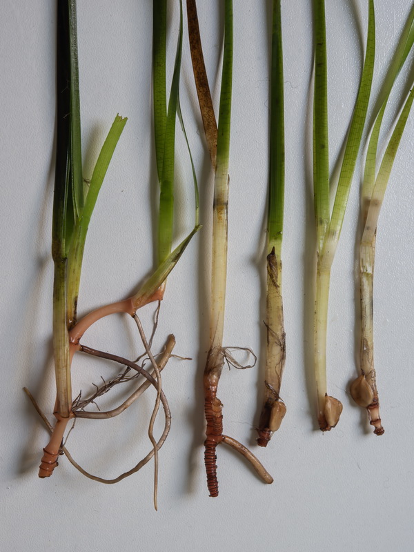 Cymodocea nodosa.01