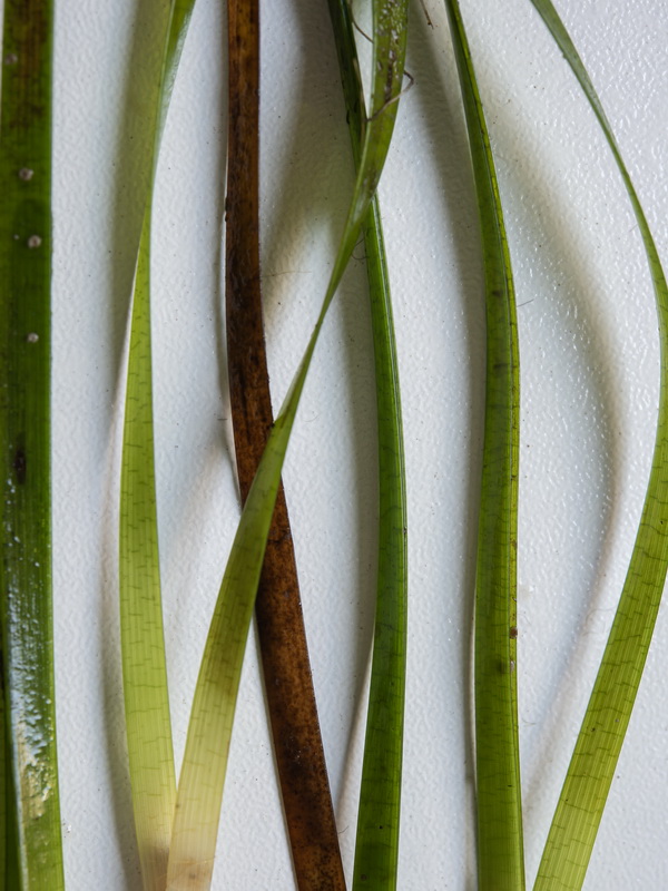 Cymodocea nodosa.05
