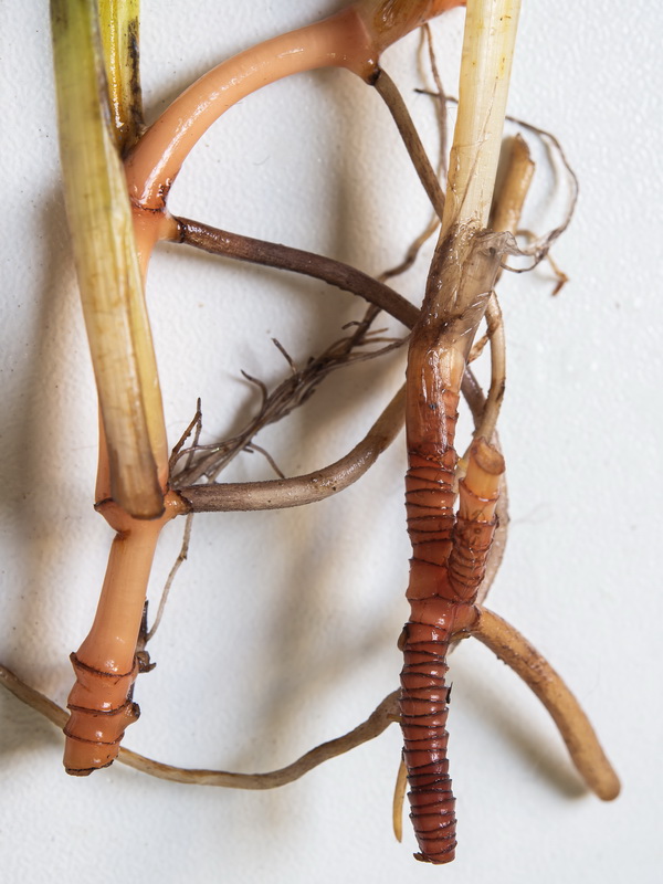 Cymodocea nodosa.06