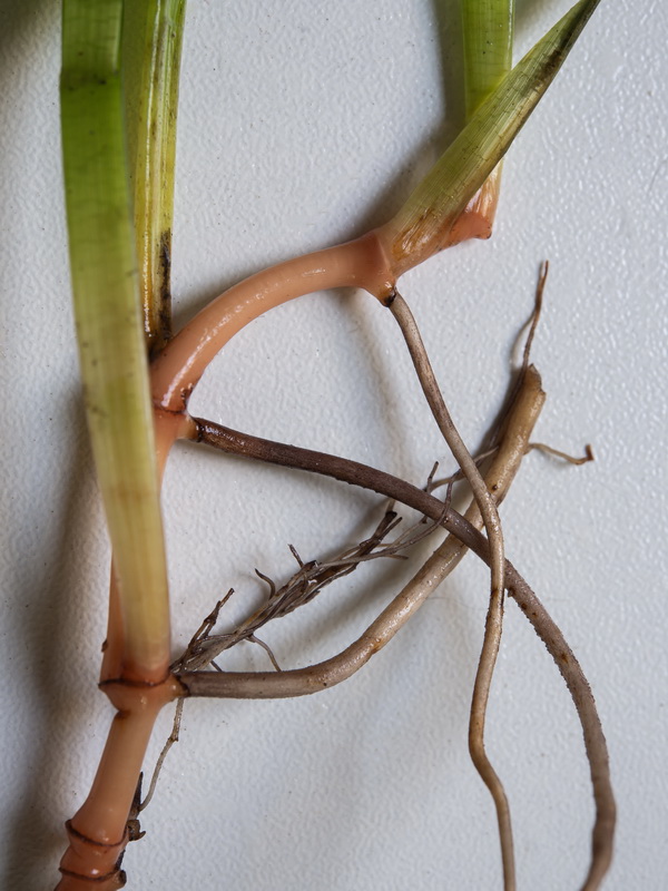 Cymodocea nodosa.07