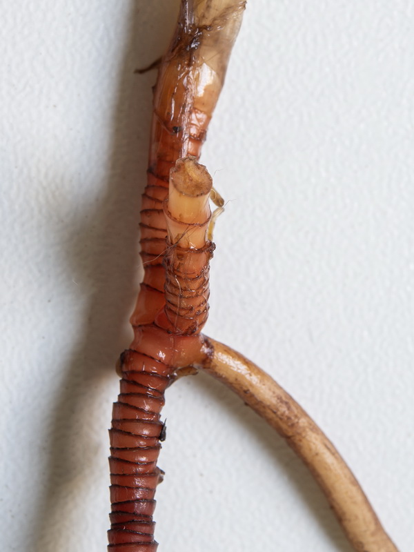 Cymodocea nodosa.08