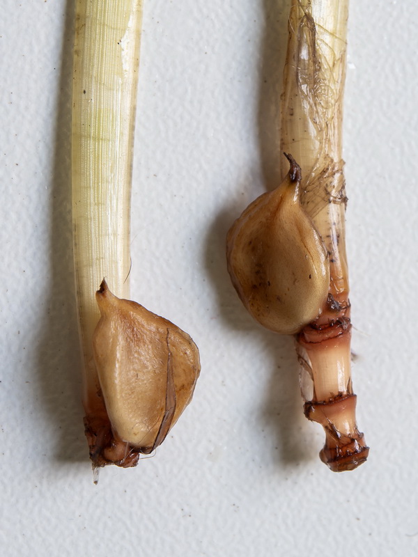 Cymodocea nodosa.09