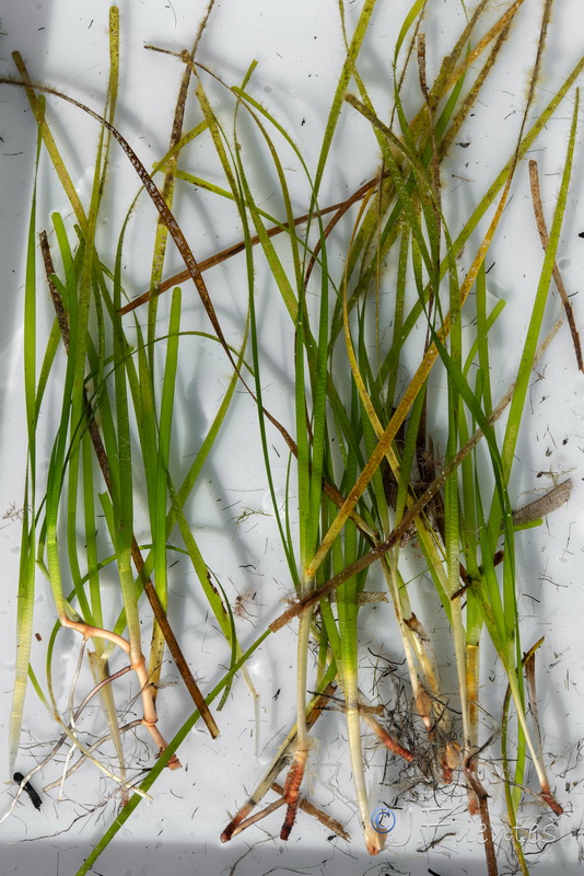 Cymodocea nodosa.12