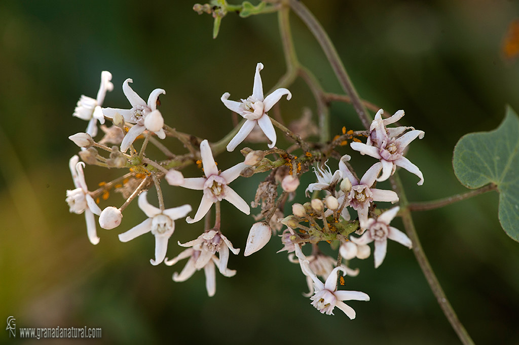 Cynanchum acutum