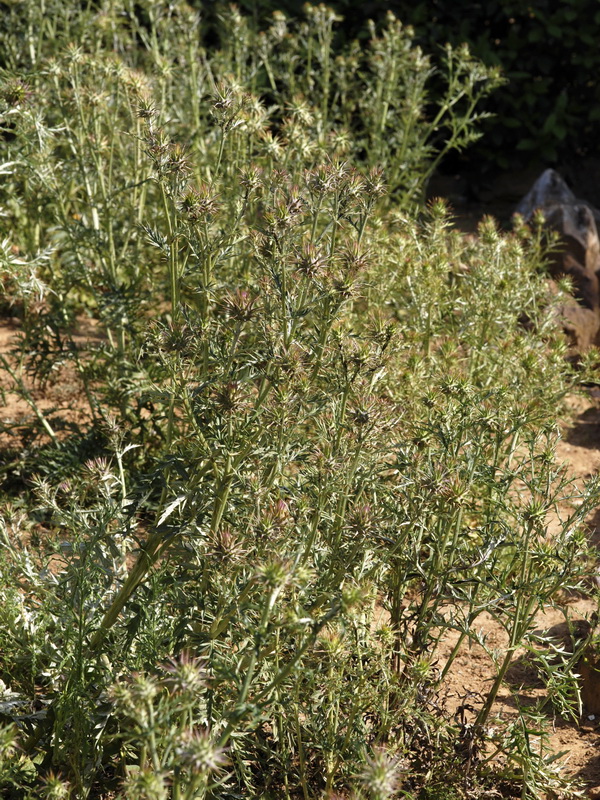 Cynara algabiensis.02