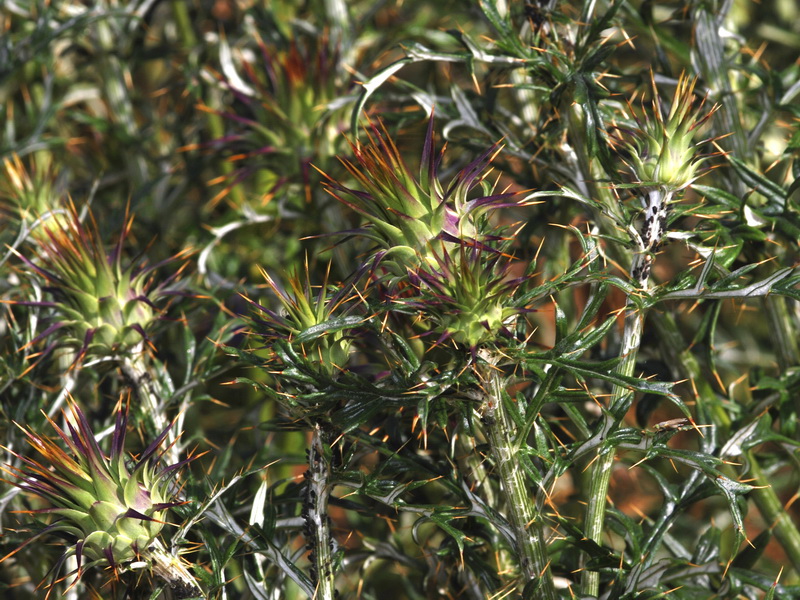 Cynara algabiensis.03