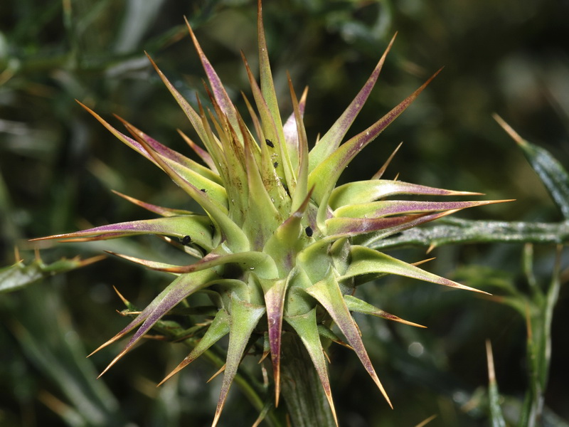 Cynara algabiensis.09