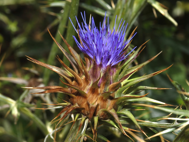 Cynara algabiensis.10